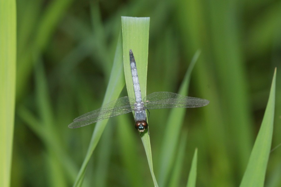 Brachydiplax sobrina-Kadavoor-2016-06-26-002
