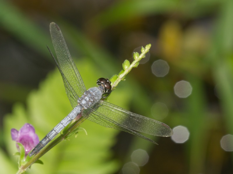 Brachydiplax sobrina-Kadavoor-2016-06-27-003
