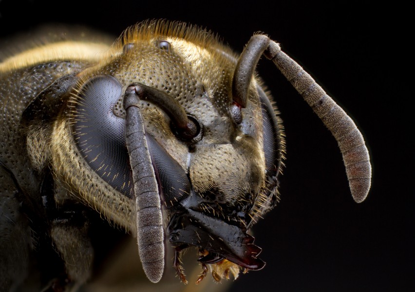 Brachygastra-MexicanHoneyWasp