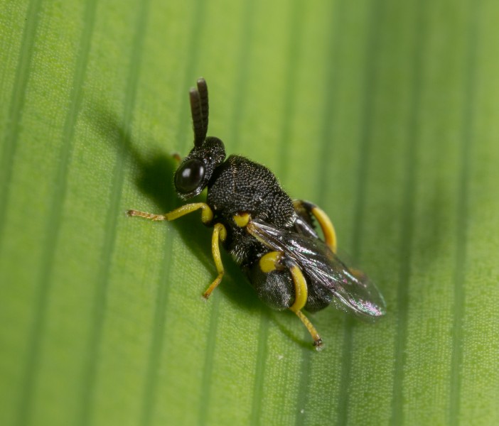 Brachymeria ovata (19349340336)