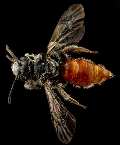 Brachynomada grindeliae, F, back, South Dakota, Jackson County 2012-11-27-15.53.57 ZS PMax (8248182632)