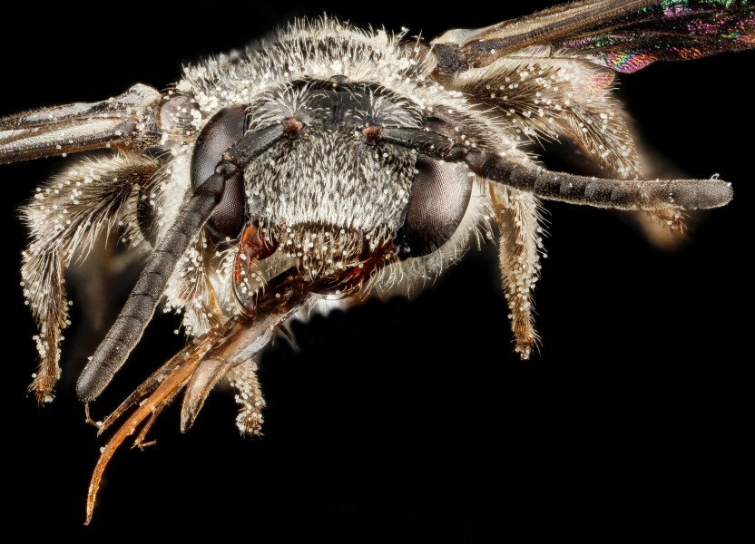 Brachynomada grindeliae, F, face, South Dakota, Jackson County 2012-11-27-16.07.53 ZS PMax (8248182116)