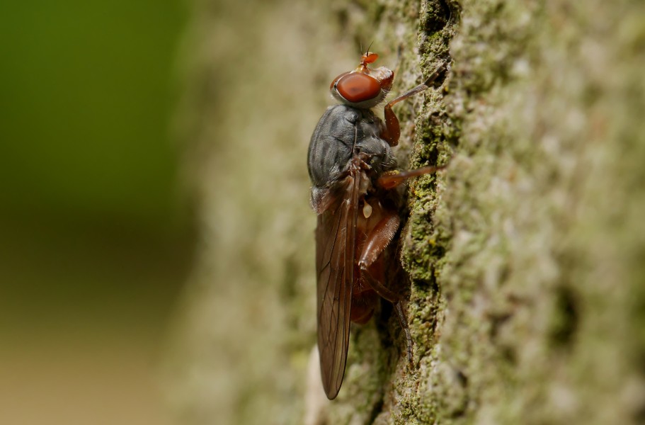 Brachyopa bicolor, Parc de Woluwé, Brussels (34387279831)