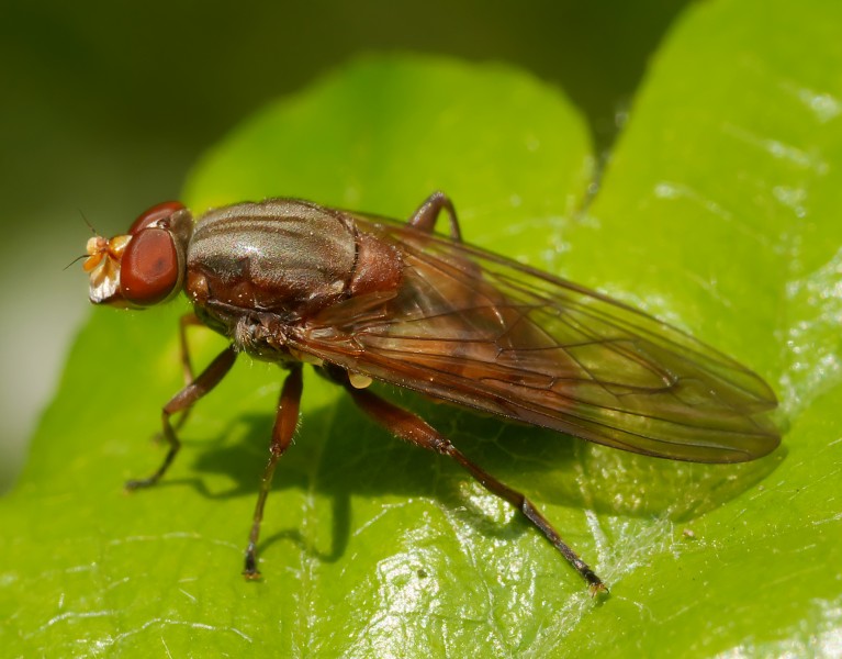 Brachyopa dorsata, Forêt de Soignes, Brussels