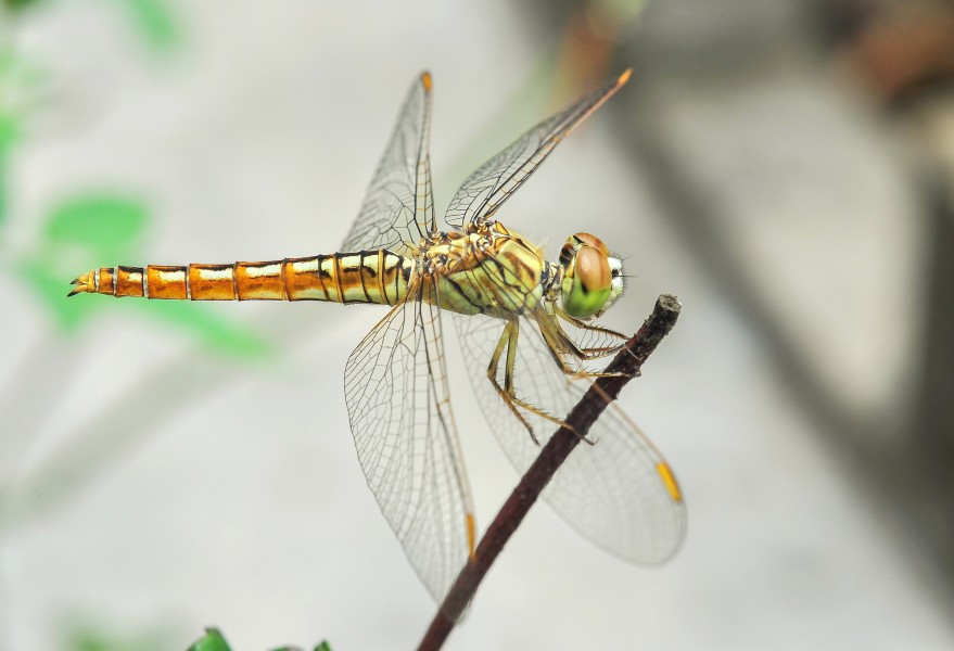 Brachythemis contaminata female 27052014 (2)