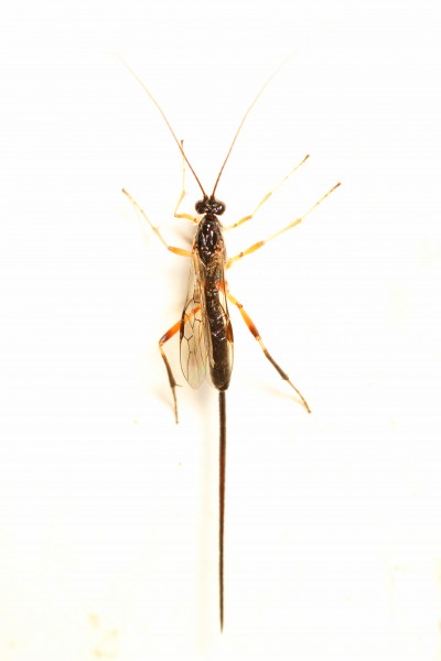 Braconid or Ichneumon Wasp, Woodbridge, Virginia