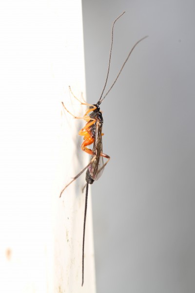Braconid or Ichneumon Wasp, Woodbridge, Virginia - 19926301073