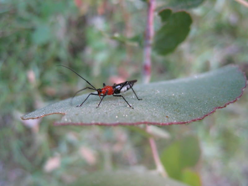 Braconid wasp (5359626375)