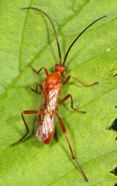 Braconid Wasp - Aleiodes burrus, Julie Metz Wetlands, Woodbridge, Virginia