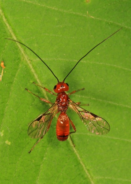 Braconid Wasp - Phaenocarpa species, Woodbridge, Virginia - 17754949884