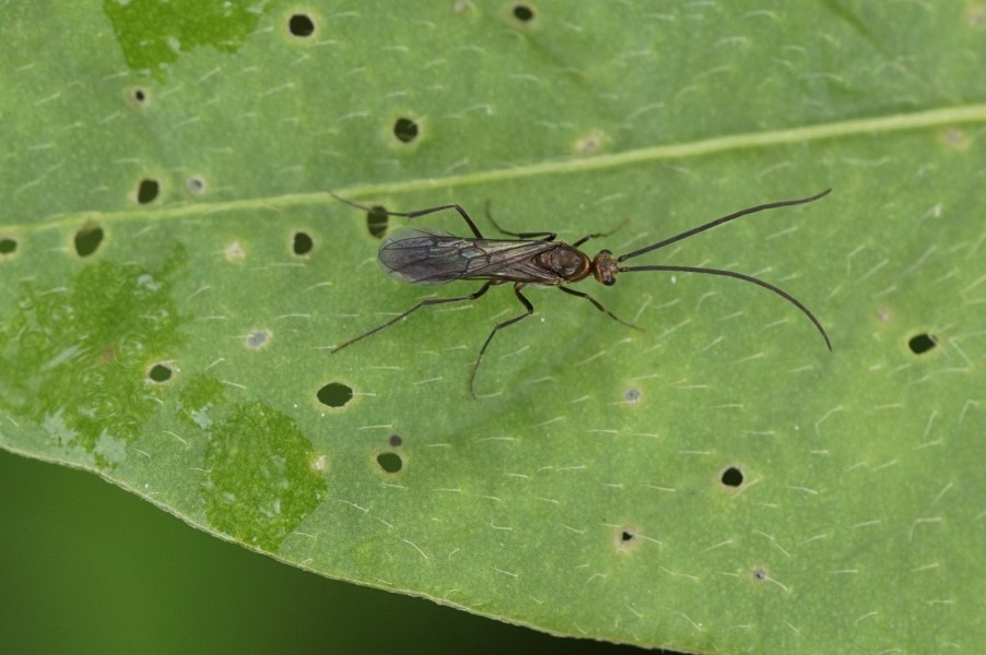 Braconidae 8738
