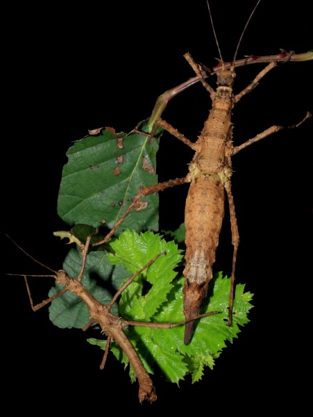 Brasidas foveolatus -Pair