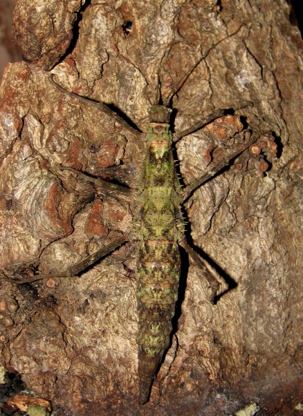 Brasidas smarensis female