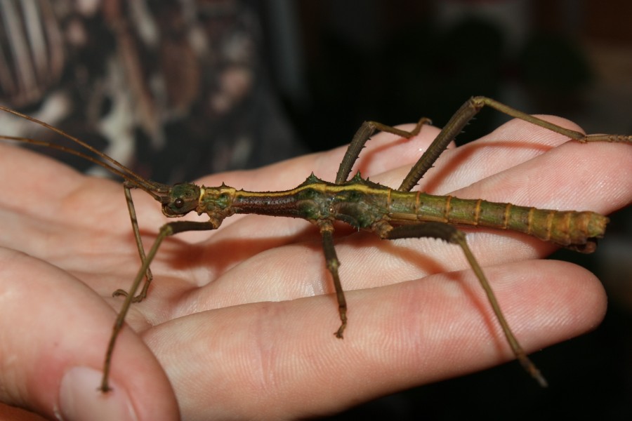 Brasidas sp. 