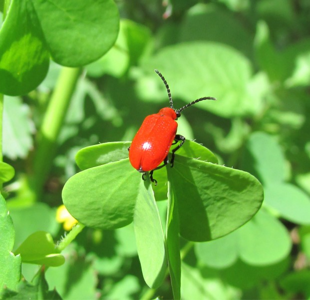 Bright Red Beetle (9337833596)