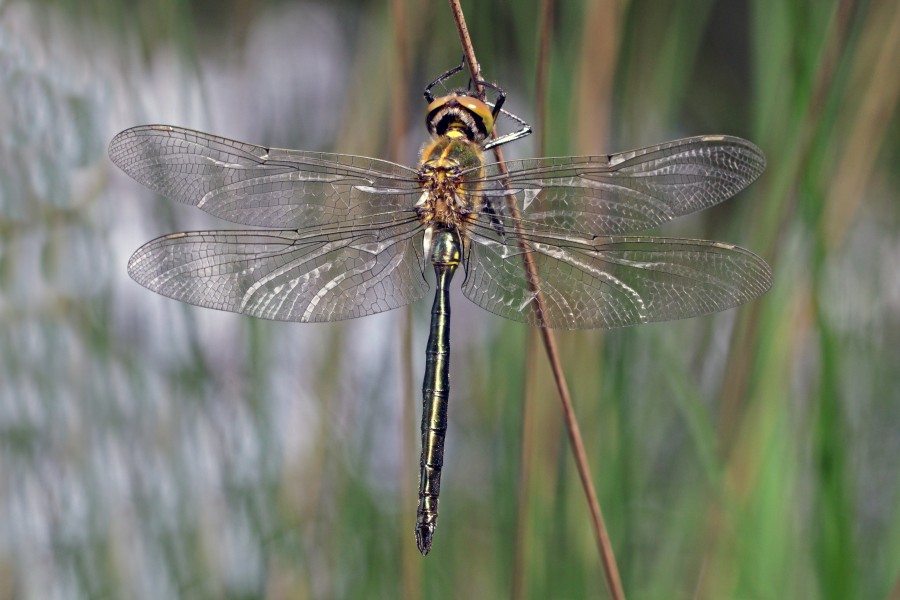 Brilliant emerald (Somatochlora metallica) teneral male