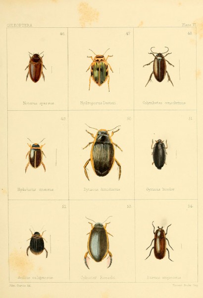 British beetles (Plate VI) (5987272847)