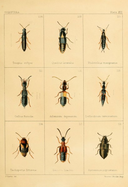 British beetles (Plate XIII) (5987274069)