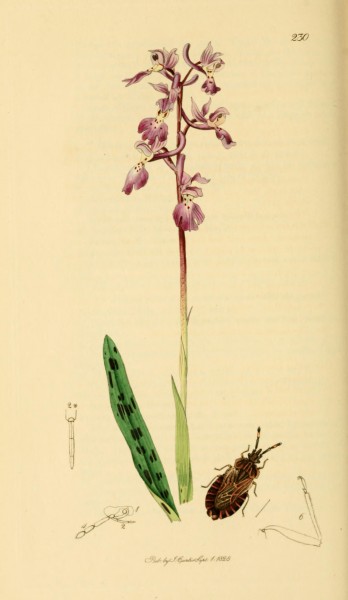 British Entomology Volume 7 (John Curtis) Plate 230