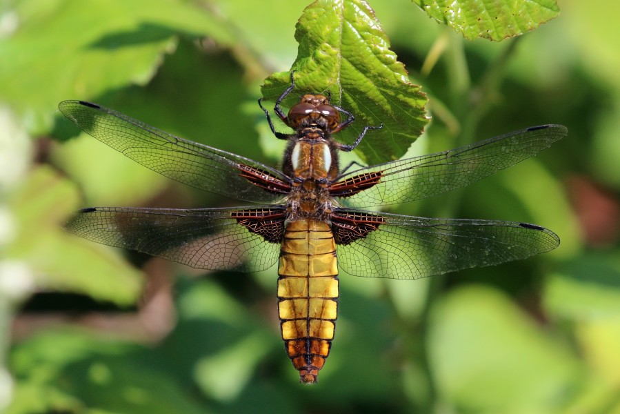 Broad-bodied chaser (Libellula depressa) female