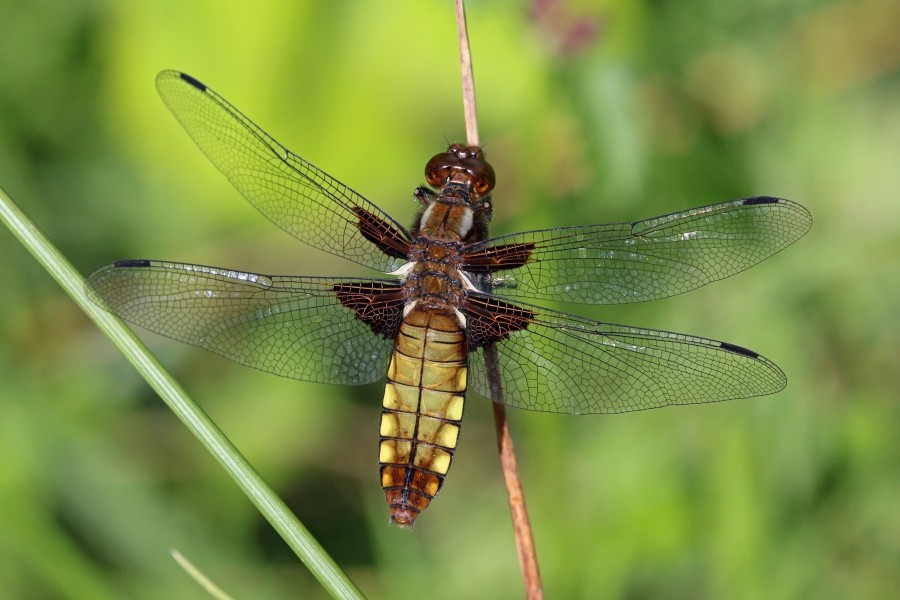 Broad-bodied chaser (Libellula depressa) female 2