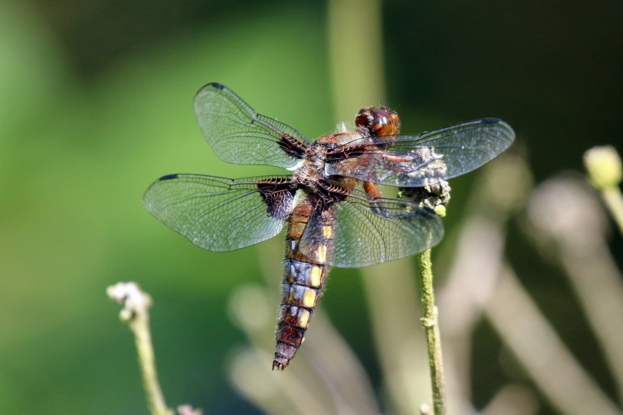 Broad-bodied chaser dragonfly (Libellula depressa) immature male