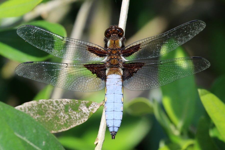 Broad-bodied chaser dragonfly (Libellula depressa) male