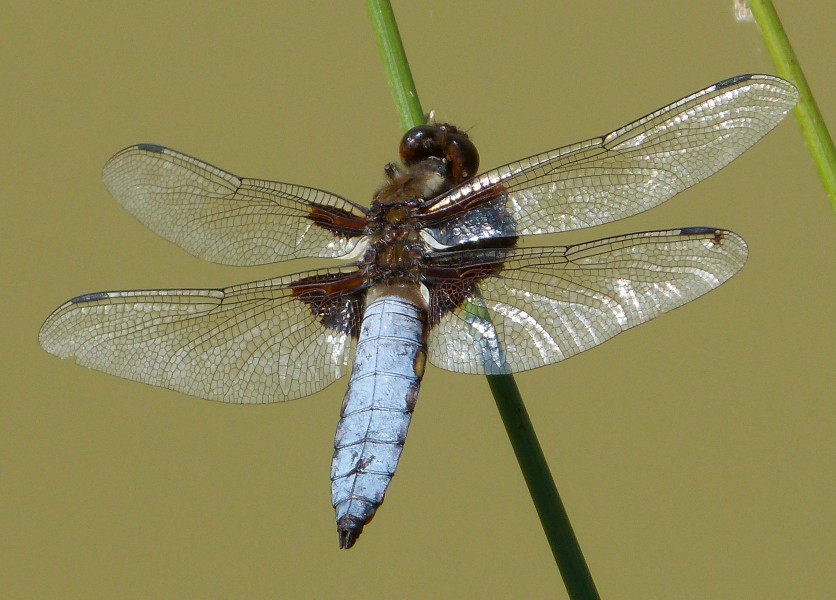 Broad-bodied Chaser. Libellula depressa. Mature Male. - Flickr - gailhampshire