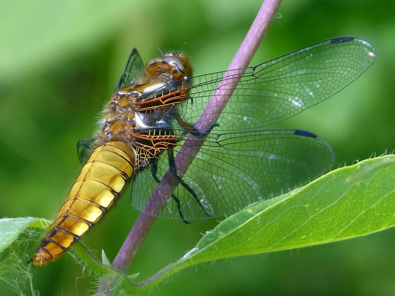 Broad-bodied Chaser - Flickr - gailhampshire