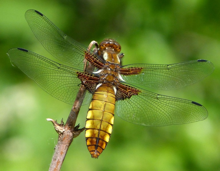 Broad-bodied Chaser - Flickr - gailhampshire (1)