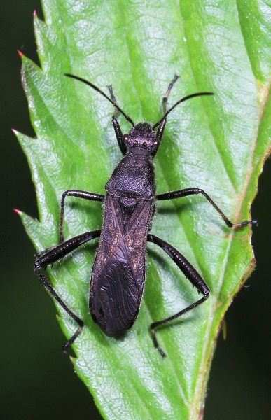 Broad-headed Bug - Alydus eurinus, Julie Metz Wetlands, Woodbridge, Virginia