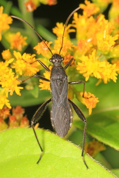 Broad-headed Bug - Alydus eurinus, Julie Metz Wetlands, Woodbridge, Virginia - 31690860465