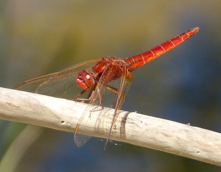 Broad Scarlet. Crocothemis erythraea - Flickr - gailhampshire