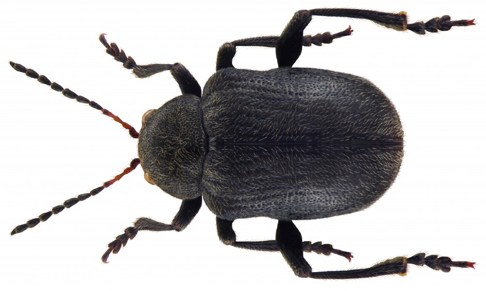 Bromius obscurus (Linné, 1758) (4764593724)