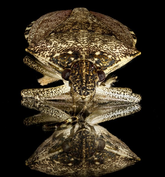 Brown marmorated stinkbug, U, face 2013-02-05-14.00.43 ZS PMax (8448560819)