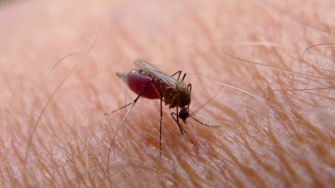 Brown mozzie almost full (16096495976)