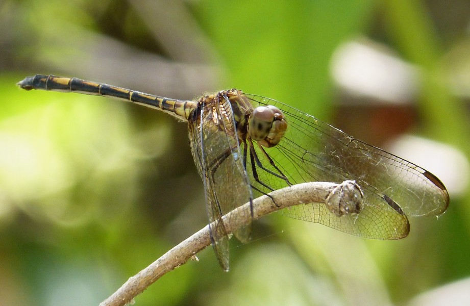 Brown Setwing. Dythemis sterilis - Flickr - gailhampshire (1)