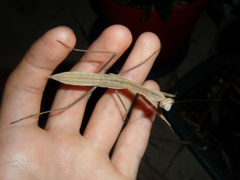 Brown sub-adult female Chinese Mantis on hand