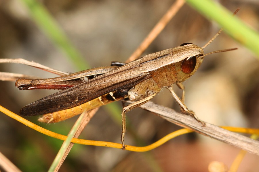 Brown Winter Grasshopper - Amblytropidia mysteca, Everglades National Park, Homestead, Florida