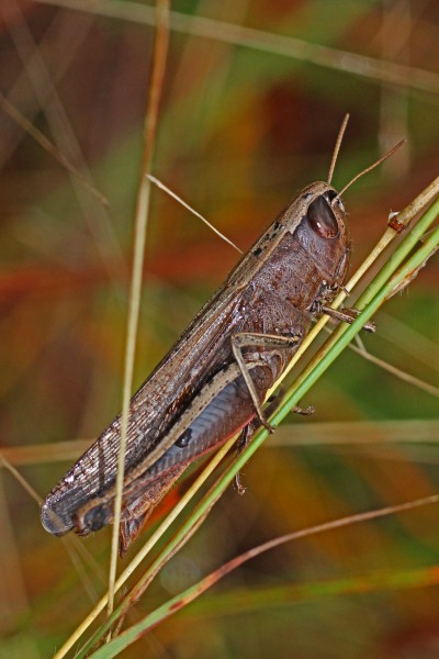 Brown Winter Grasshopper - Amblytropidia mysteca, Long Pine Key, Everglades National Park, Homestead, Florida