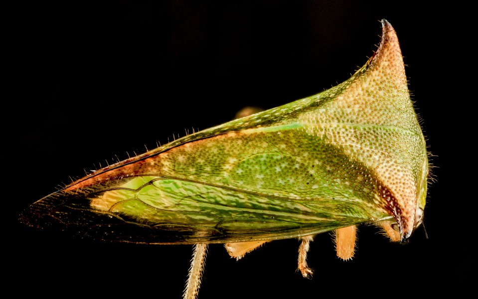 Buffalo Treehopper, back, MD, PG County 2013-08-20-17.27.49 ZS PMax (9609822659)