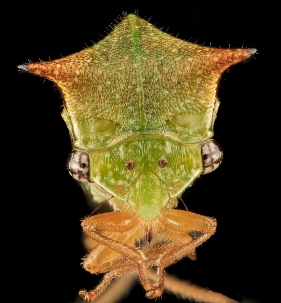Buffalo Treehopper, face, MD, PG County 2013-08-20-17.40.04 ZS PMax (9609823425)