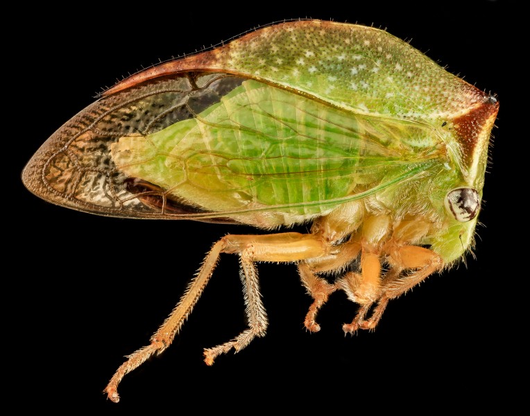 Buffalo Treehopper, side, MD, PG County 2013-08-20-17.33.42 ZS PMax (9579134248)