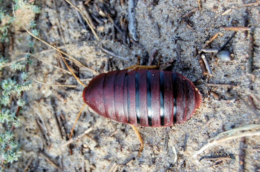 Bug (3186648545)
