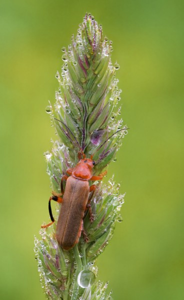 Bug on grass