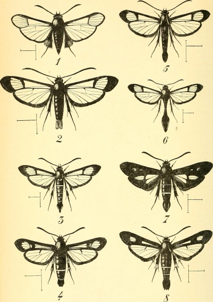 Bulletin du Muséum national d'histoire naturelle (1911) (14780875731)
