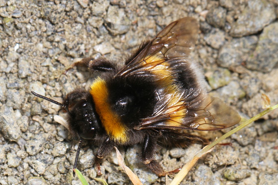 Bumblebee - Bombus species, Argaty, Doune, Perthshire, Scotland