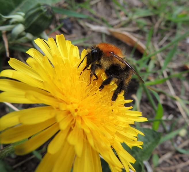 Bumblebee (Bombus pascuorum?), Sandy, Bedfordshire (8672948010)