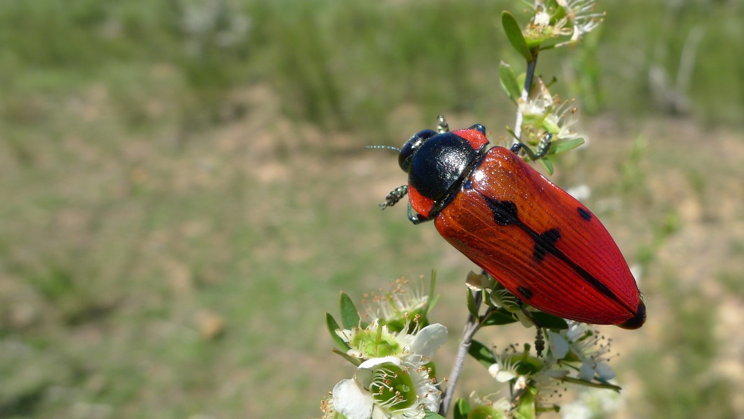 Buprestid L (11220789546)