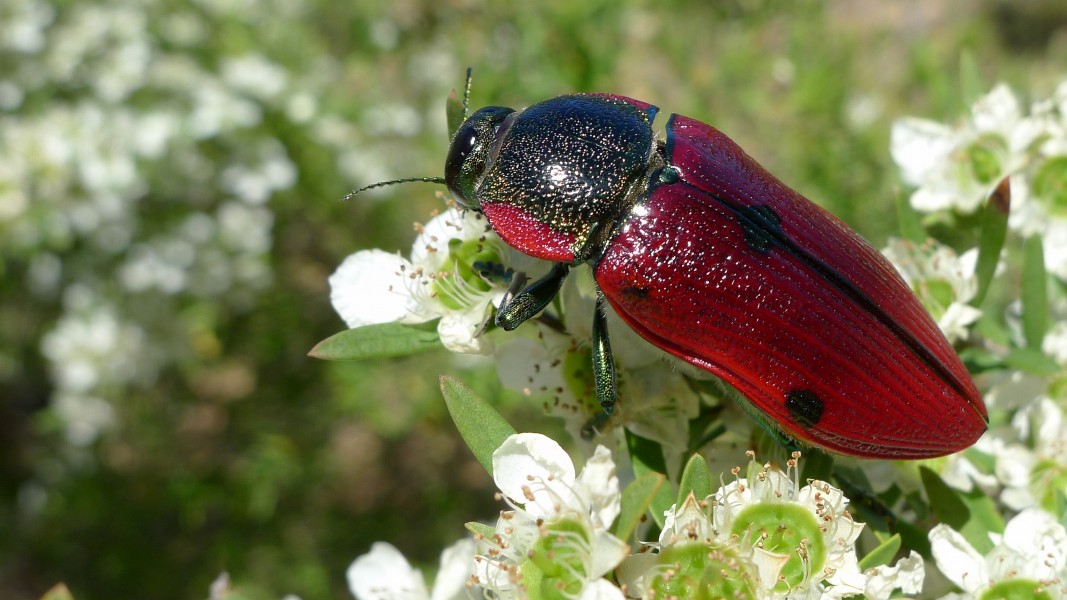 Buprestid M (11220808525)